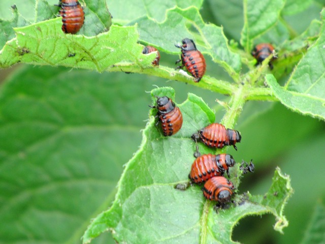 Kartoffelkäfer viele viele